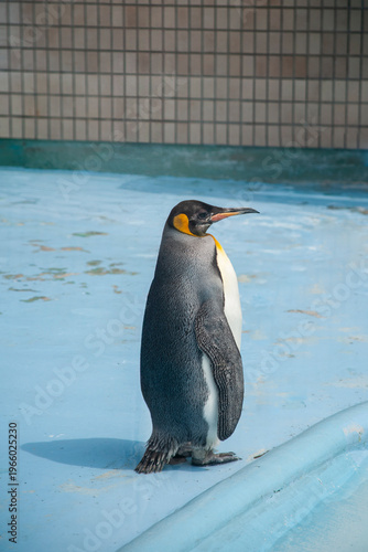 penguin in zoo