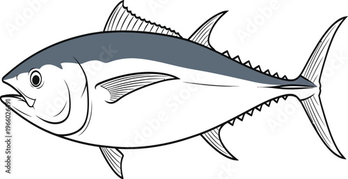 Anatomy illustration of a bluefin tuna fish in profile view Vector