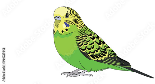 Colorful Vector Illustration of a Green Budgerigar Parakeet on White Background