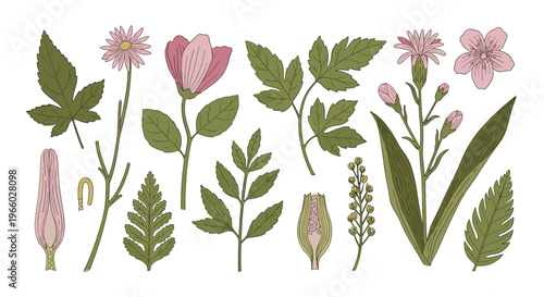 A delicate illustration showcasing various plant parts. Ideal for educational materials, floral designs, or adding a natural touch to branding and con