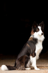 border collie puppy 
