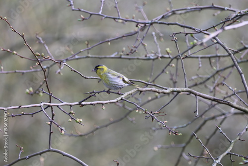 the beautiful male Eurasian siskin (Carduelis spinus)