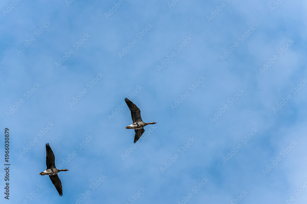 Fototapeta premium Two geese flying in a clear blue sky with soft clouds, showcasing their wings spread wide and distinctive markings on their bodies