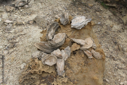 Group of marine fossils clustered in sedimentary rock Mediterranean Spain