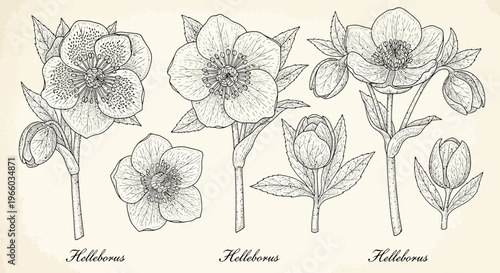 Vintage botanical sketch of hellebore flowers with detailed line art