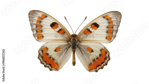 Konstfotografi Delicate white and orange butterfly with intricate black spots and brown body, i