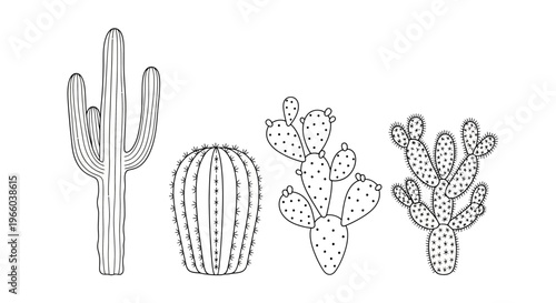Botanical illustration of three different cactus plant species in black ink