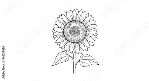 Detailed black and white illustration of a single sunflower blossom