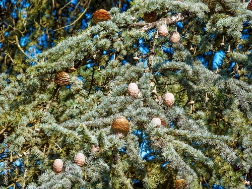  (Cedrus Atlantica) Branches of Atlas Cedar or Cedar of Lebanon covered with grey-blue needles in rosettes bearing yellow-brown ovoid males scaly cones and yellowish-red female cones 
