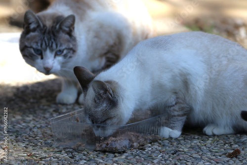 Colonia felina