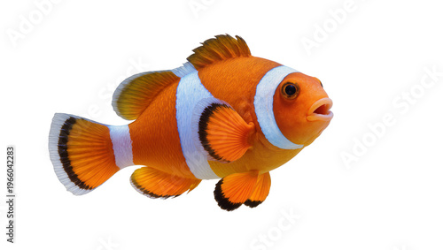 Konstfotografi Bright orange and white striped marine clownfish with black-tipped fins, isolate