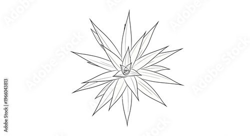 Minimalist black and white geometric aloe vera design