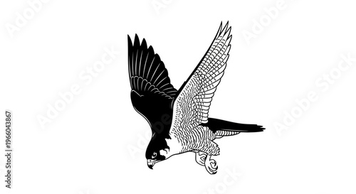 Dynamic black and white falcon in flight with detailed wing pattern