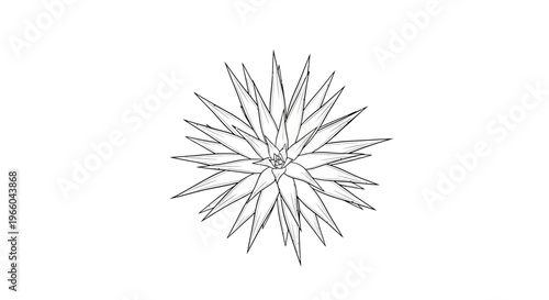 Black and white linear drawing of a spiky succulent plant