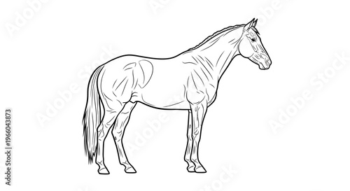 Elegant horse silhouette in detailed linear design