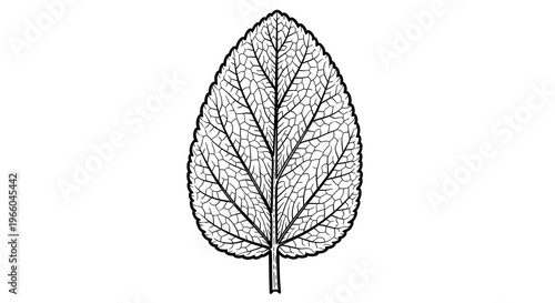 Detailed black and white leaf design with veins pattern