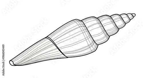 Detailed outline drawing of spiral sea shell with intricate lines