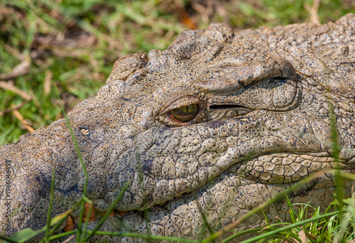 
Nile crocodiles (Crocodylus niloticus) in the Isimangaliso Wetland in Southern Africa are remarkable for their size.