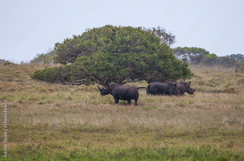Naklejka premium The Isimangaliso wetland park in South Africa is a good habitat for White rhinos (Ceratotherium simum).