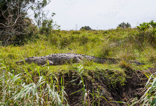 
Nile crocodiles (Crocodylus niloticus) in the Isimangaliso Wetland in Southern Africa are remarkable for their size.