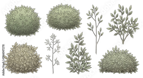 Variety of hand drawn bushes and shrubs in detailed botanical style