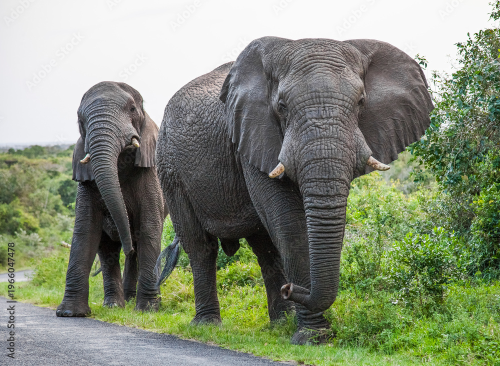 Obraz premium The elephants (Loxodonta) in the Isimangiso wetland near St. Lucia in South Africa are notable for their size.