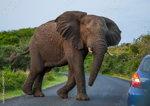 
The elephants (Loxodonta) in the Isimangiso wetland near St. Lucia in South Africa are notable for their size.