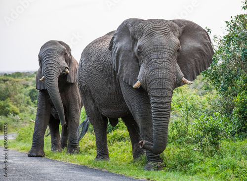 
The elephants (Loxodonta) in the Isimangiso wetland near St. Lucia in South Africa are notable for their size.
