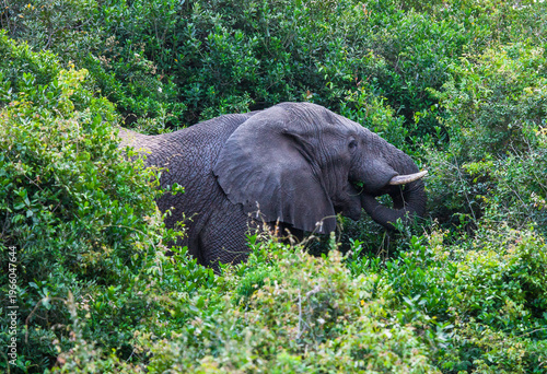 
The elephants (Loxodonta) in the Isimangiso wetland near St. Lucia in South Africa are notable for their size.