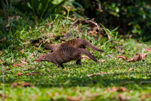 The banded mongoose (Mungos mungo) lives in the savannahs, open woodlands, and grasslands of South Africa and feeds primarily on insects and millipedes.