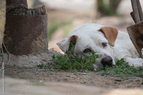 Stray Dog Resting on Ground in Urban Street