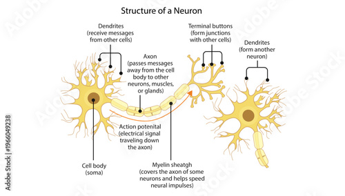 Structure of a Neuron
Diagram showing the parts of a neuron including dendrites, cell body, axon, myelin sheath, and synaptic terminals.