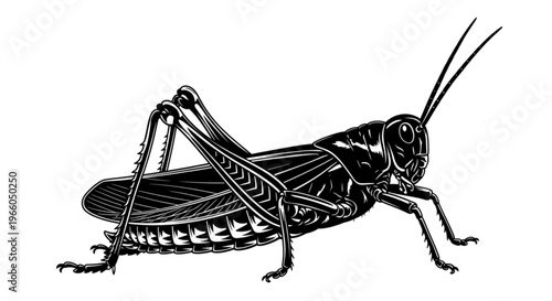 Green grasshopper and locust insect isolated on white background close-up with antenna and legs detailed wildlife nature macro bug creature