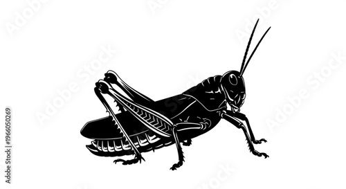 Green grasshopper insect close-up isolated on white background with detailed antennae legs and natural wildlife detail