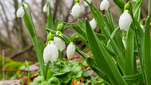 Group of snowdrop flowers (Galanthus) after a spring rain.