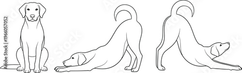 A dog demonstrating three different yoga like poses in a relaxed manner Vector