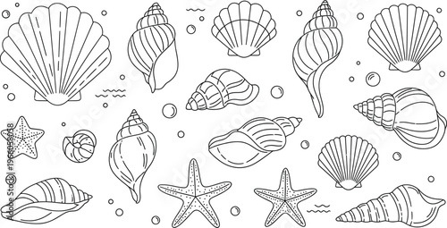 Diverse collection of marine shells and starfish line drawings Vector