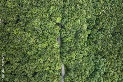 Aerial view of a narrow winding road cutting through the dense green canopy of a lush forest on Mount Terminio in Sala, Campania, Italy.