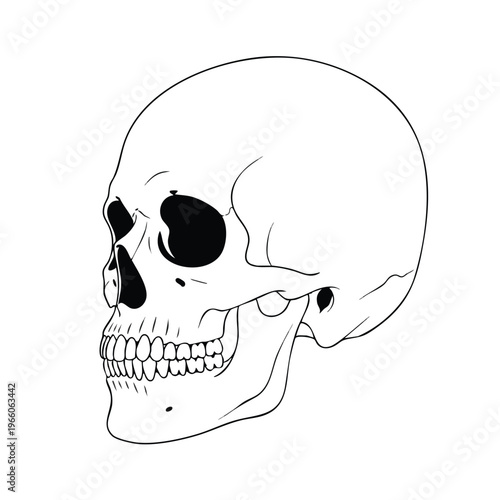Detailed skull vector side view illustration in black and white with shading and anatomical accuracy set against a plain background, perfect for medical, educational, and scientific