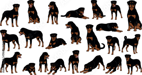 Rottweiler Dog in Various Poses and Activities