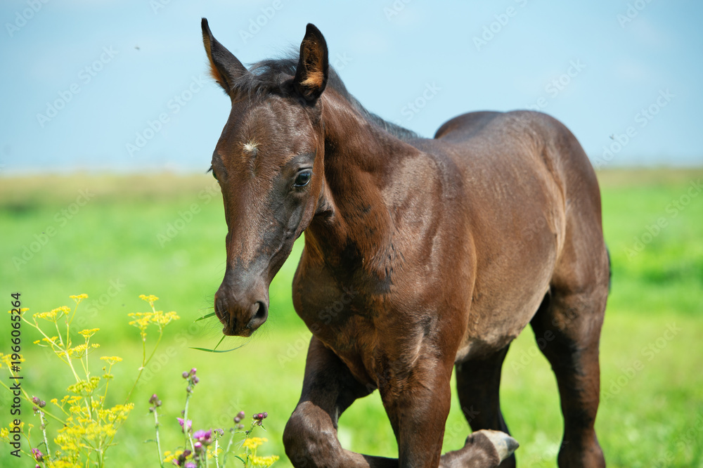 Naklejka premium close up portrait of beautiful black foal of sportive breed walking freely in field. sunny day
