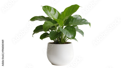 Lush green potted plant in a smooth white pot, isolated on transparent background