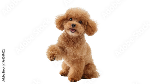 Photography Fluffy apricot poodle sitting paw raised, isolated on transparent background