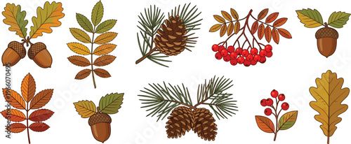 Autumn Forest Elements Set with Leaves, Acorns, Pine Cones, and Red Berries in Warm Fall Colors for Seasonal Botanical Design and Nature Illustration