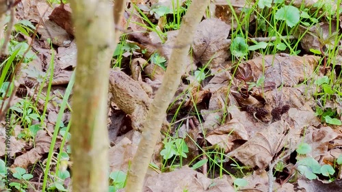 Toad crawling in forest during frog migration, 4K wildlife scene, amphibian movement across woodland, seasonal nature behavior and migration concept. 4K video footage