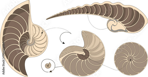 Nautilus Shell Vector Set with Realistic and Scientific Illustrations Showing Whole, Cross-Section, and Spiral Views for Marine Biology, Education, Ocean, and Digital Design Projects