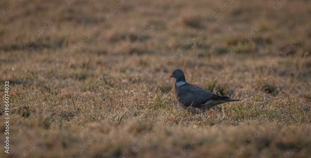 Fototapeta premium Spring birds in nature near river and ponds blue sky morning