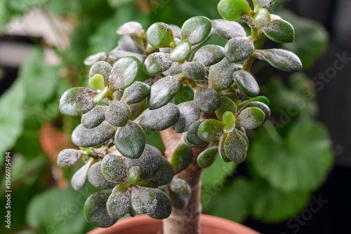 Slika na platnu Jade plant leaves covered with layer of powdery mildew