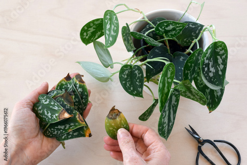 Womans hands holding pile of yellowed and brown leaves cut from Scindapsus or Satin Silver Pothos houseplant. Top down view highlighting plant care, pruning, and signs of stress or aging foliage