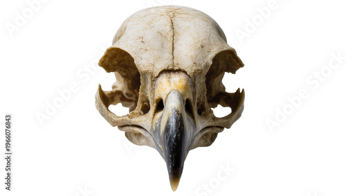 Foto Weathered avian skull with dark pointed beak, isolated on transparent background